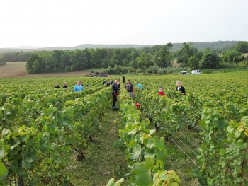 Champagne Porgeon et Fils - 