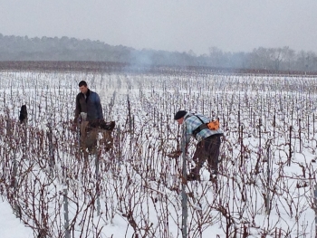 Champagne Porgeon et Fils - 