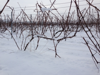 Champagne Porgeon et Fils - 