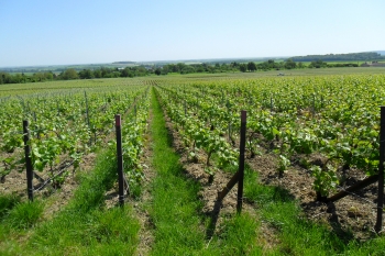 Champagne Porgeon et Fils - 