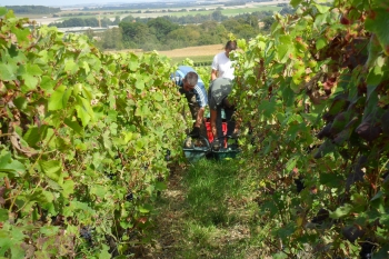 Champagne Porgeon et Fils - 