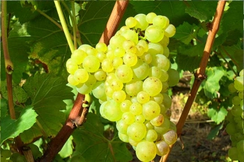 Champagne Porgeon et Fils - Chardonnay
