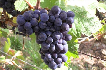 Champagne Porgeon et Fils - Pinot noir