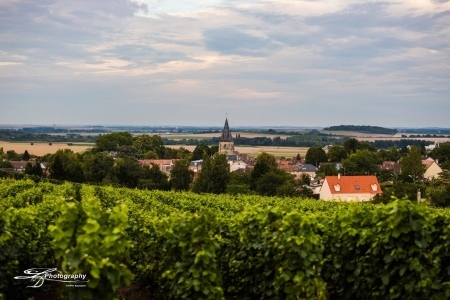 Champagne Porgeon et Fils - Le vignoble champenois 