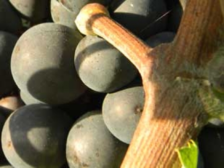 Champagne Porgeon et Fils - Nous contacter 